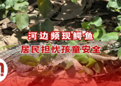 美里埔奕河畔频现鳄鱼