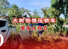 大树倒塌压中两辆轿车