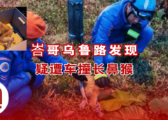 峇哥乌鲁路发现受伤长鼻猴